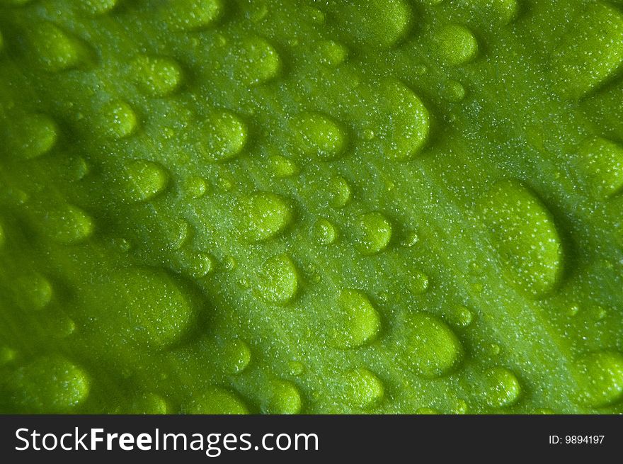 Waterdrops on a leaf