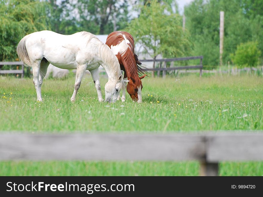 Horses in a green pasture