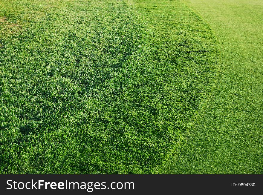 Freshly cut grass around the golf green. Freshly cut grass around the golf green