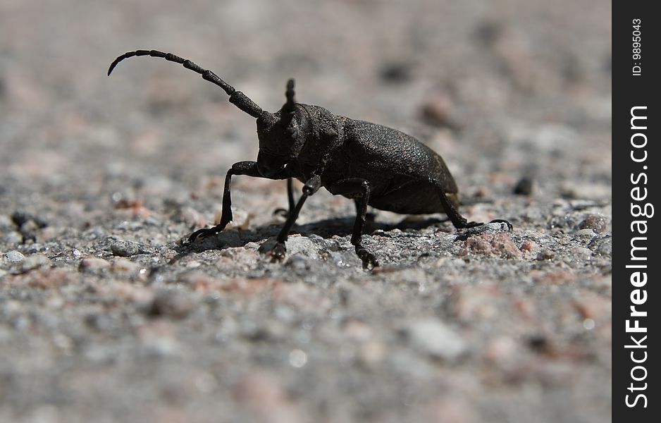 Black beetle in stone. macro view.
