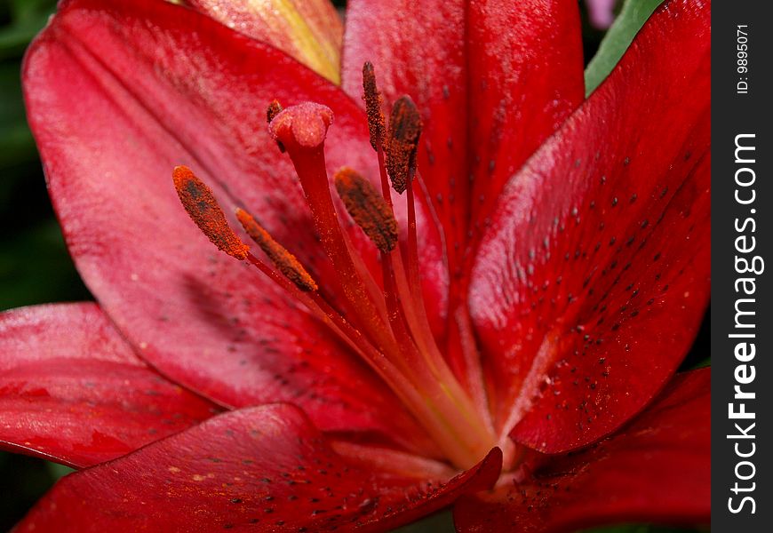 Clouse-up of red lily in the garden