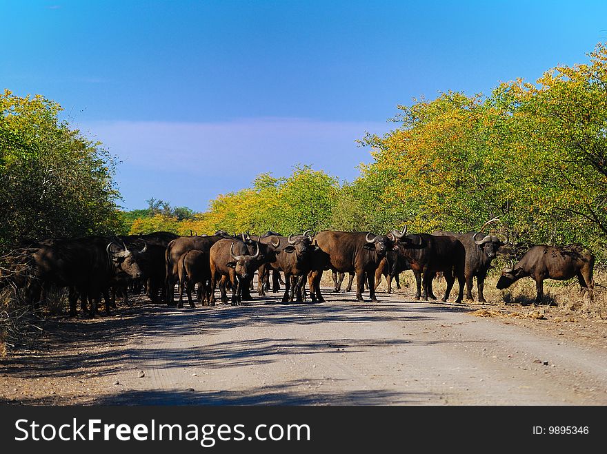 The African Buffalo (Syncerus caffer) is a large African mammal and up to 1.8 meters high, 3.5 meters long. They weigh about 500 - 900 kg (South Africa). The African Buffalo (Syncerus caffer) is a large African mammal and up to 1.8 meters high, 3.5 meters long. They weigh about 500 - 900 kg (South Africa).