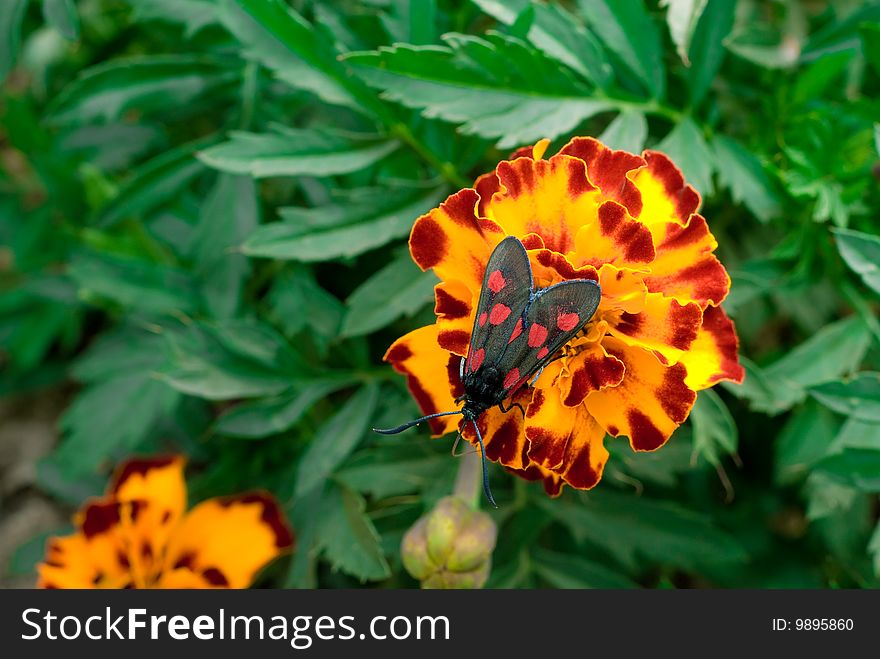 Narrow-bordered Five-spot Burnet Zygaena lonicerae on French Geranium Flower.