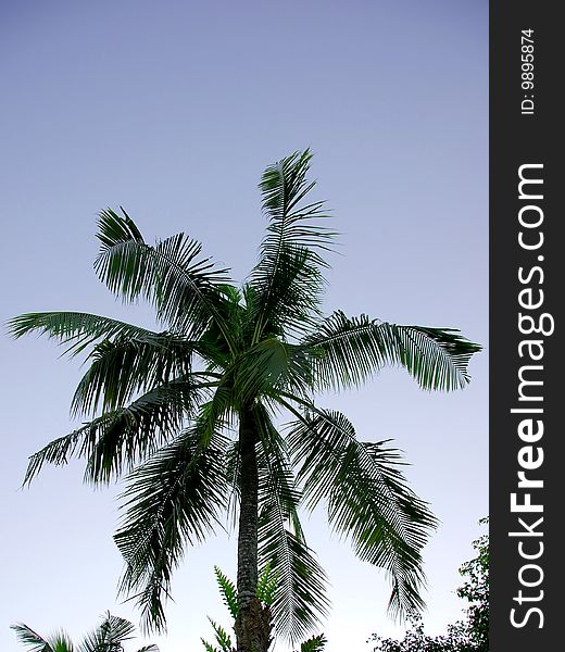 A mature tropical palm tree against a cool blue morning sky