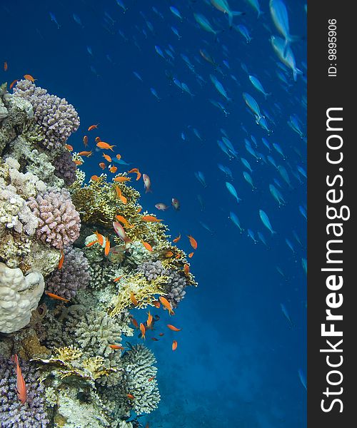 Photo of coral colony, Red sea