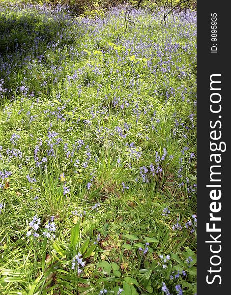 A path full of bluebells in ireland. A path full of bluebells in ireland