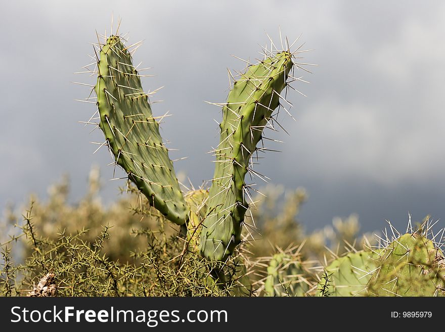 V-shaped Leaves Of Zabar Cactus