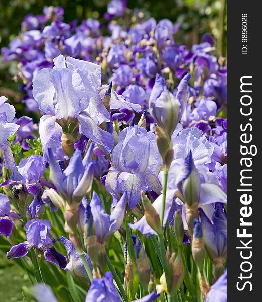 Colorful irises closeup/ shallow dof. Colorful irises closeup/ shallow dof