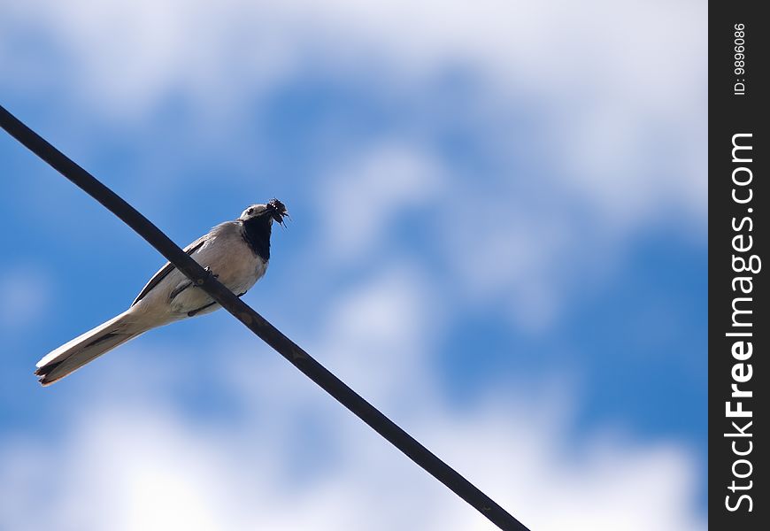 Bird sitting on wire over blue sky closeup