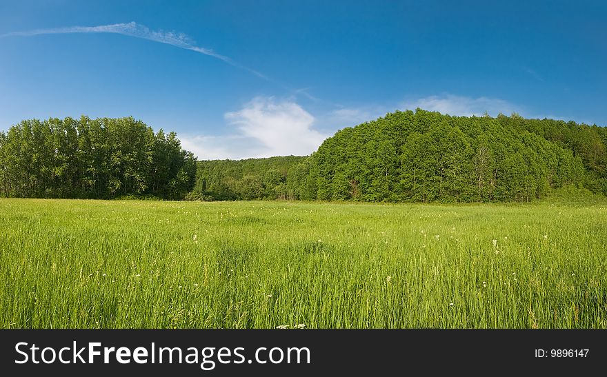 Green grass meadow and blue sky summer landscape. Green grass meadow and blue sky summer landscape