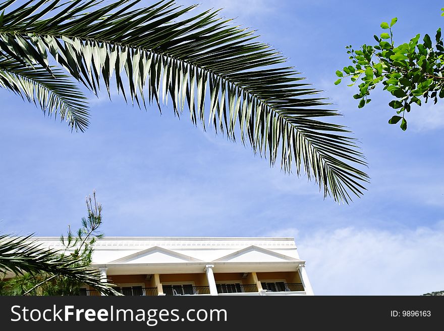 Green palm leaf on a blue sky