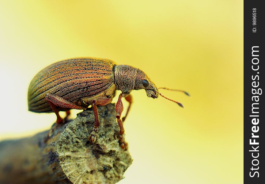 Macro close-up shot,golden bug