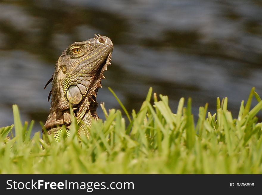 Iguana Sun Bathing