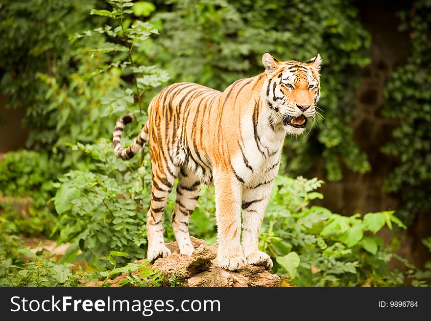 A majestic Bengal tiger standing on a fallen tree overlooking a lake. A majestic Bengal tiger standing on a fallen tree overlooking a lake