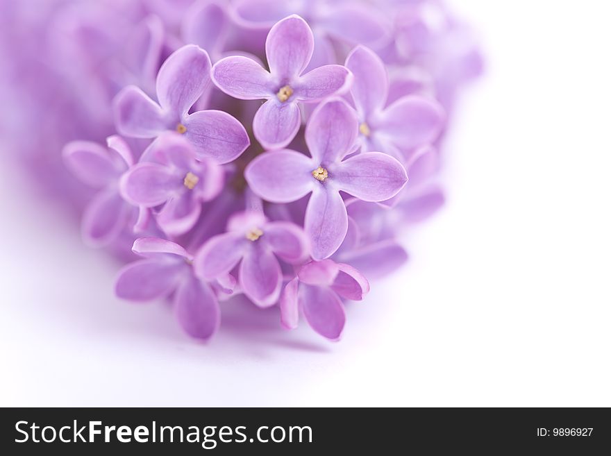 Fragrant lilac blossoms (Syringa vulgaris) over white. Shallow depth of field, selective focus