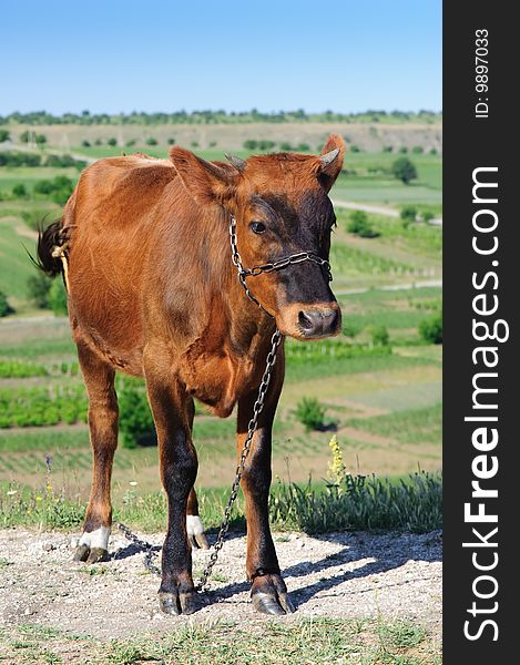 Young cow with chain at the  meadow. Young cow with chain at the  meadow