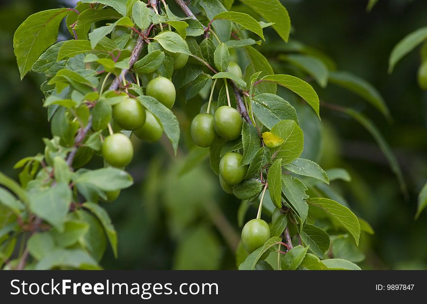 Unripe green fruits of the plum tree. Unripe green fruits of the plum tree