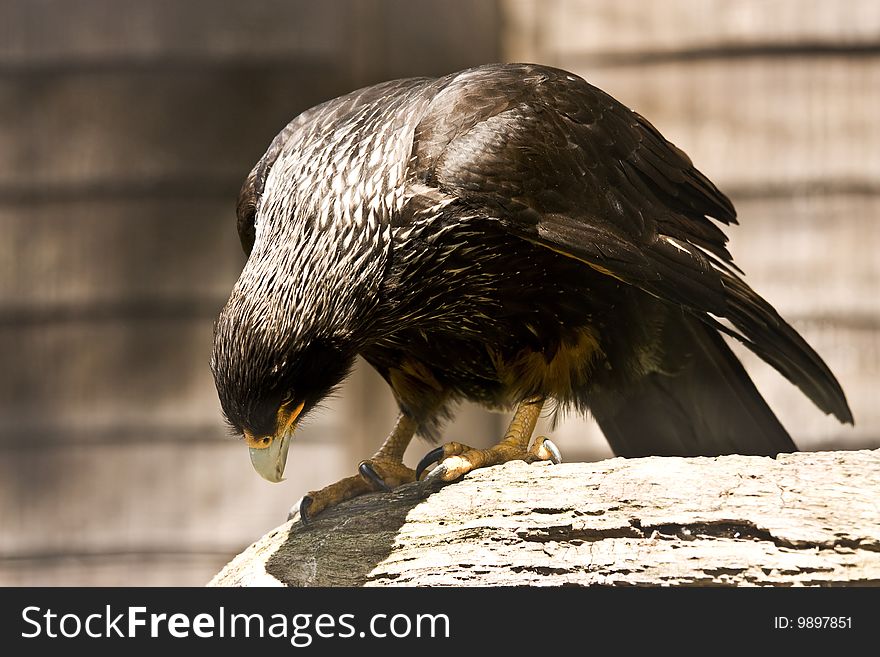 Close up of a black eagle bending on perch