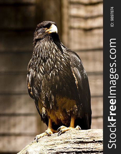 Black eagle perched on a wooden branch