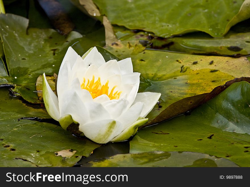 White pond lily with yellow centre on green leaves