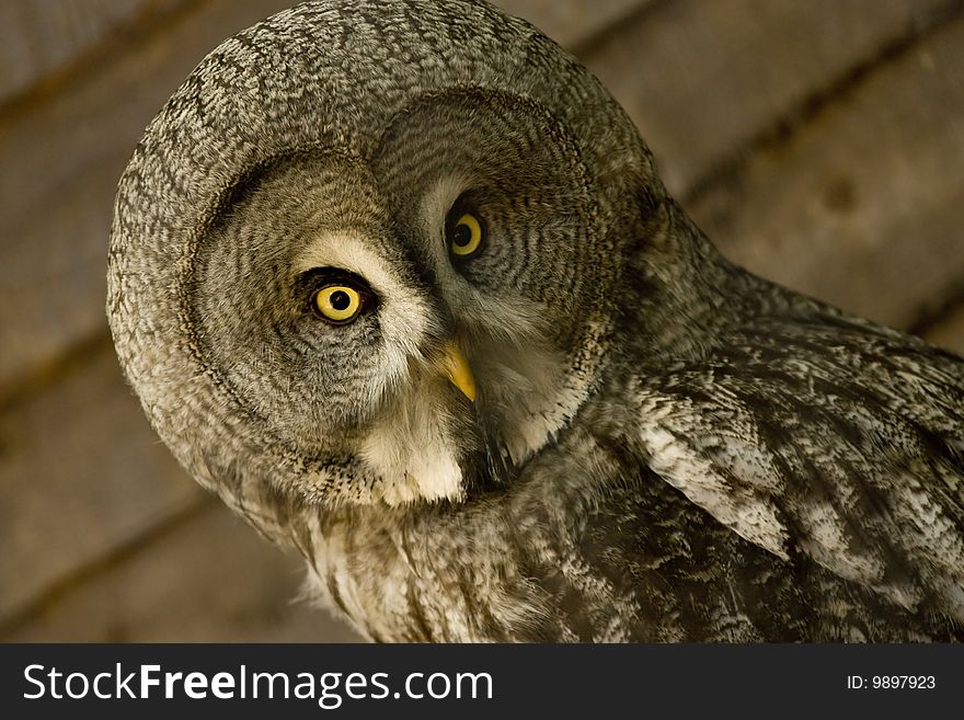 Close up face of large european owl. Close up face of large european owl
