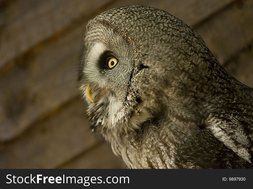 Side view of owl face looking away