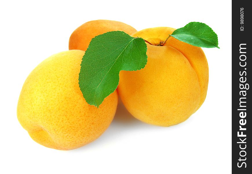 Apricot