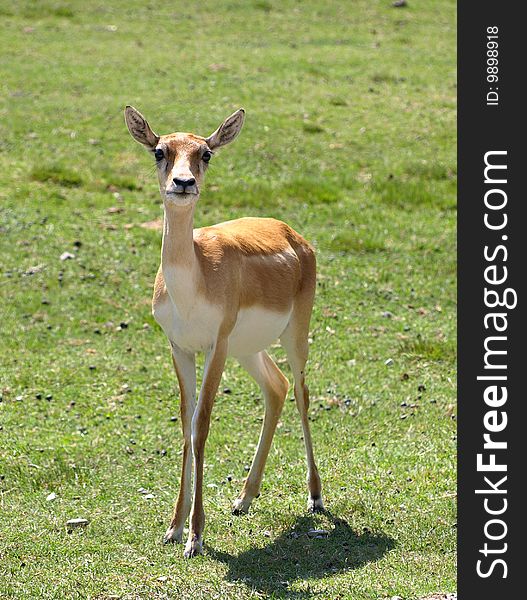 Little gazelle taken in a wildlife enviroment.