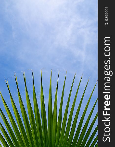 Green palm leaf on a blue sky