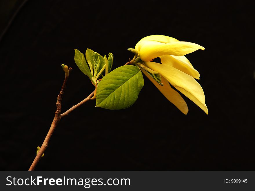 A wizen orchid: it looks like a small bird standing on a branch. it was shot with black background in the late spring