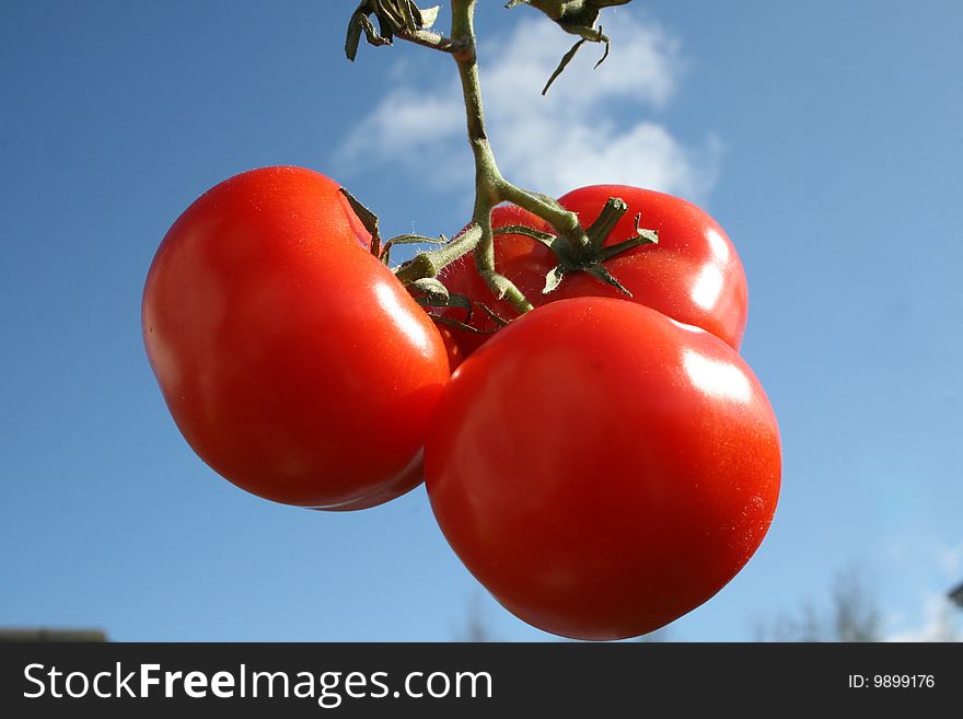 Red tomatoes in the air, look fresh an juicy
