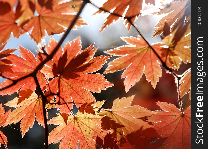 Autumnal red maple leaves against sunlight for wallpaper or seasonal calendar. Autumnal red maple leaves against sunlight for wallpaper or seasonal calendar