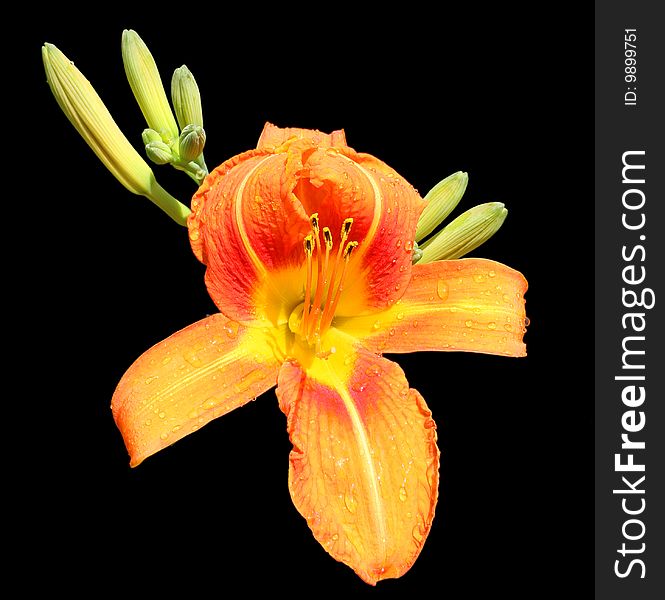 Daylily opening it's bud against black background.