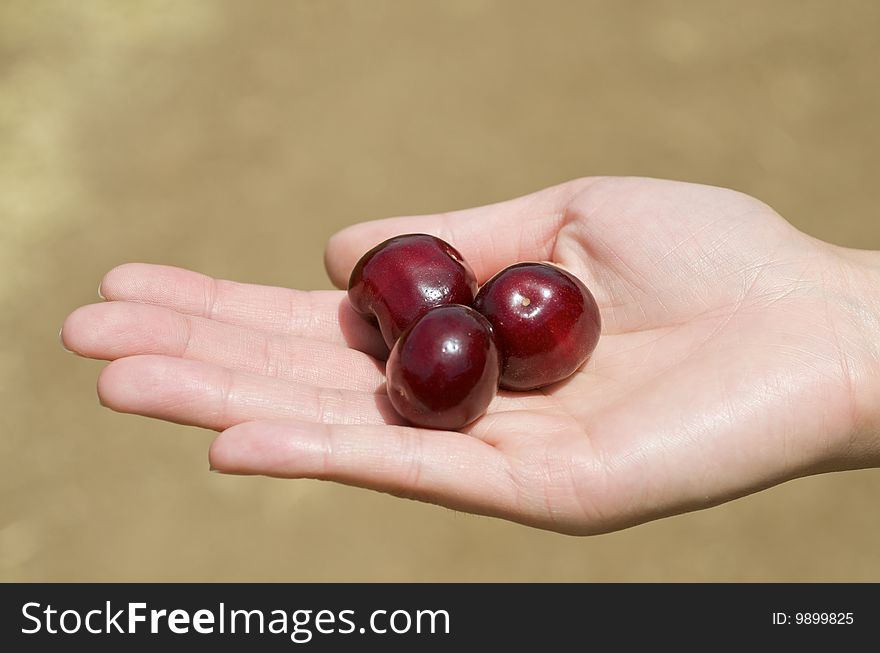 Holding cherries in the hand in the farm. Holding cherries in the hand in the farm