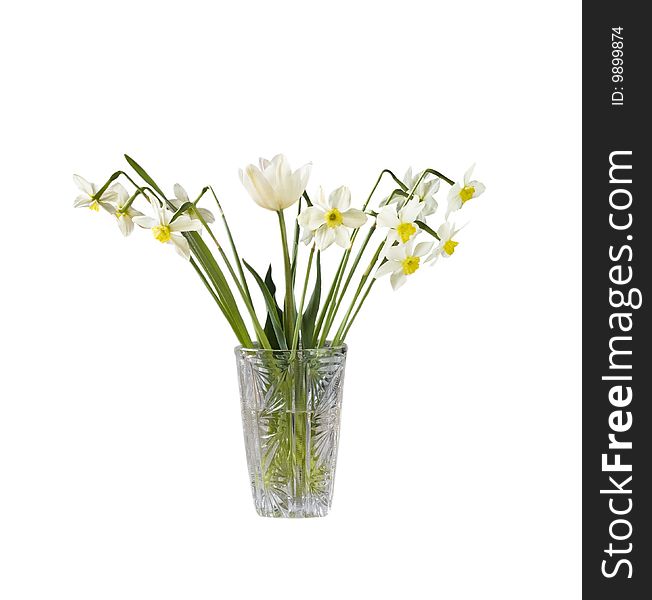 Narcissus In Vase Isolated