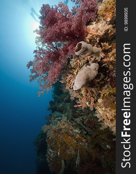 Ocean, coral and sun taken in the red sea.