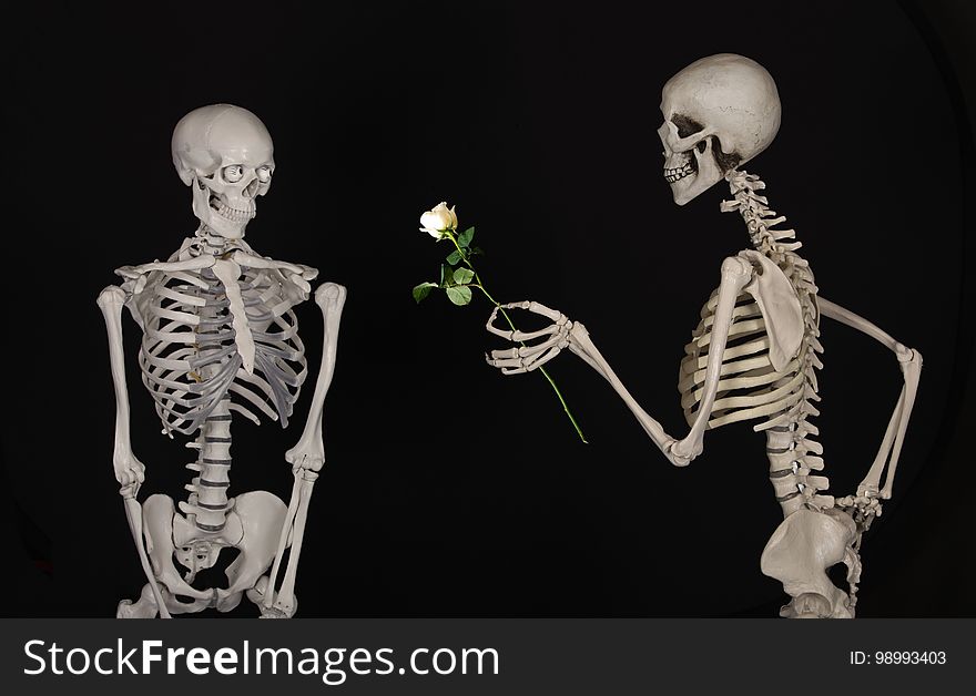 Skeleton, Human Body, Human, Organ