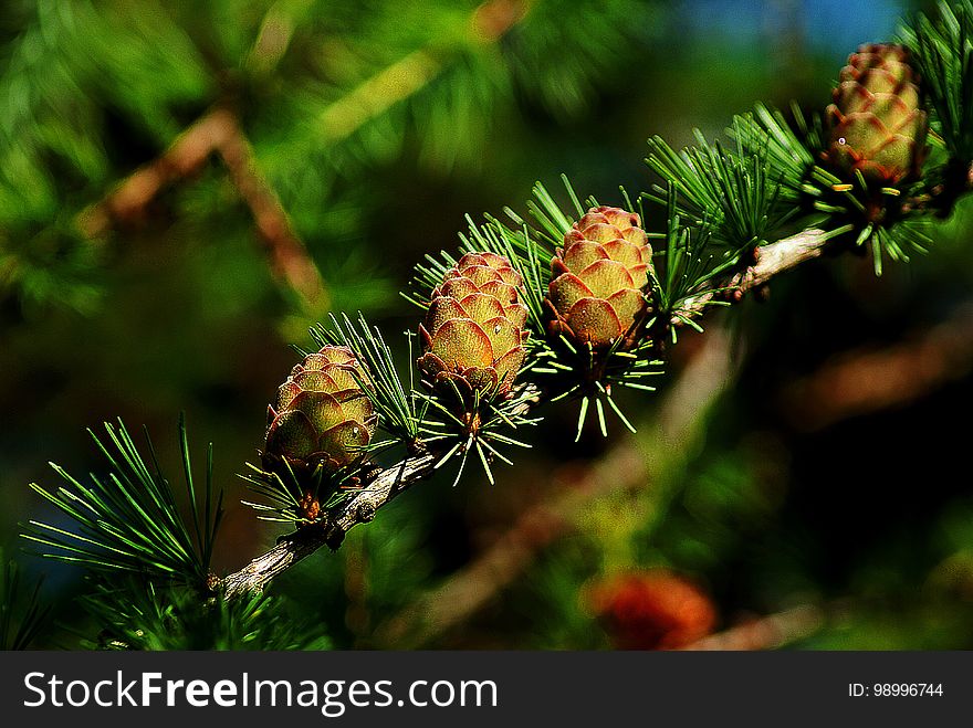 Vegetation, Branch, Pine Family, Larch