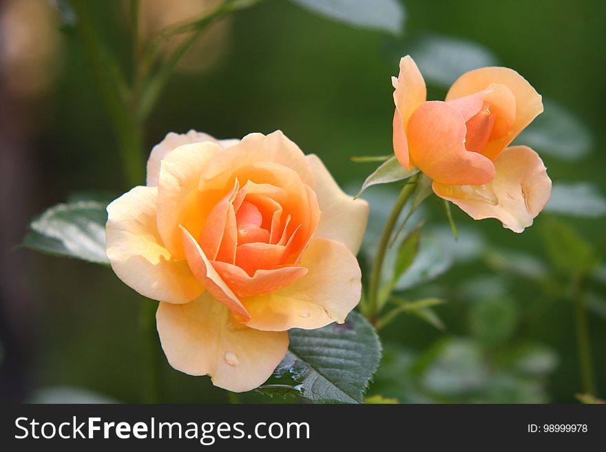 Flower, Rose Family, Rose, Flowering Plant