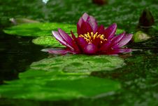 Water Lily Royalty Free Stock Image