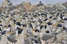 Birds Everywhere! Royalty Free Stock Image Birds Everywhere! Royalty Free Stock Image