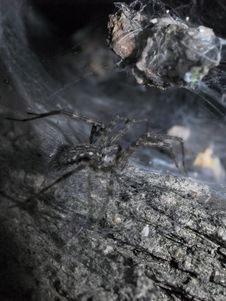 Spider Lurking Inside Of A Tree Royalty Free Stock Photos Spider Lurking Inside Of A Tree Royalty Free Stock Photos