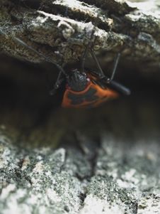 Milkweed Bug Crawling Out From Shelter Royalty Free Stock Photography