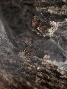 Spider Lurking Inside Of A Tree 02 Royalty Free Stock Images