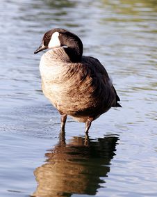 Canadian Goose Profile Sentry Stock Image Canadian Goose Profile Sentry Stock Image