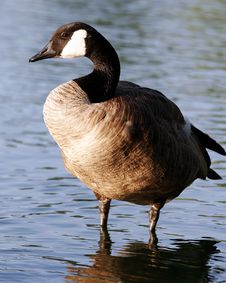 Canadian Goose Profile Sentry Stock Images Canadian Goose Profile Sentry Stock Images