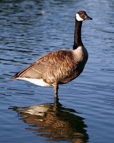 Canadian Goose Profile Sentry Stock Photo Canadian Goose Profile Sentry Stock Photo