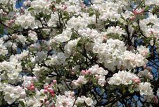 Flowering Tree Stock Photos Flowering Tree Stock Photos