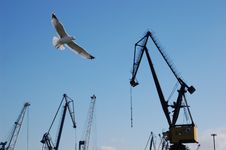 Gull And Cranes Royalty Free Stock Photography Gull And Cranes Royalty Free Stock Photography