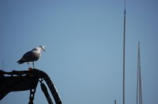 Gull Watching In A Boat Royalty Free Stock Photo